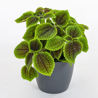 Talee radicate Tradescantia, Monstera, ecc....