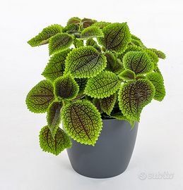 Talee radicate Tradescantia, Monstera, ecc....