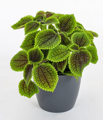 Talee radicate Tradescantia, Monstera, ecc....