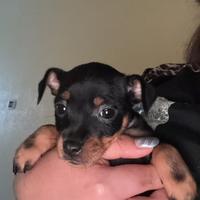 Cuccioli di pincher