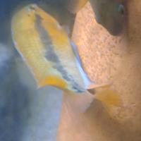 Ciclide Herotilapia Multispinosa