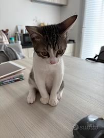 Gatto piccolo 3 mesi