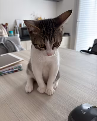 Gatto piccolo 3 mesi