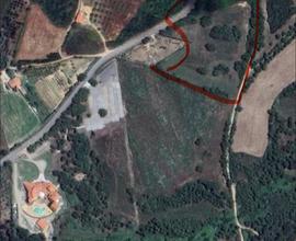 Terreno Agricolo 13.000 mq