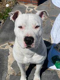 Amstaff disponibile per monta