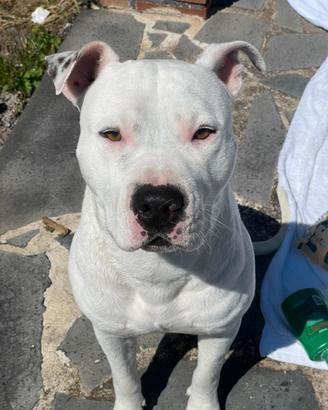 Amstaff disponibile per monta