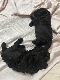 Maltipoo