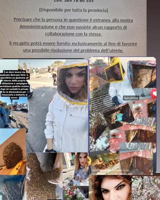 apicoltura