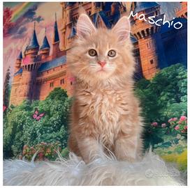 Maine Coon