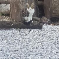 Gattini