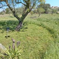 taglio erba e pulisco giardini 