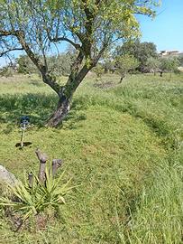 taglio erba e pulisco giardini 