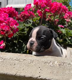 Bulldog francese maschio