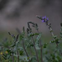 ISCO Ultra MC 120 mm f/2