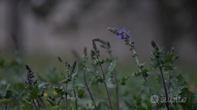 ISCO Ultra MC 120 mm f/2