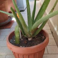 PIANTE GRASSE