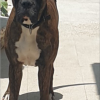 Boxer amorevole di 2 anni