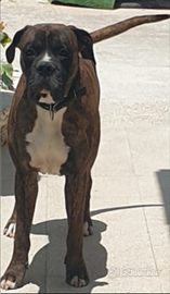 Boxer amorevole di 2 anni