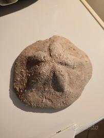 fossile riccio
