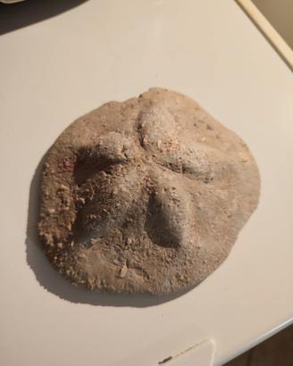 fossile riccio