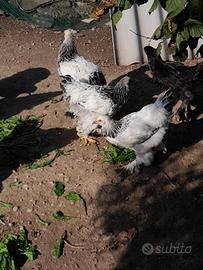 Galline brhama