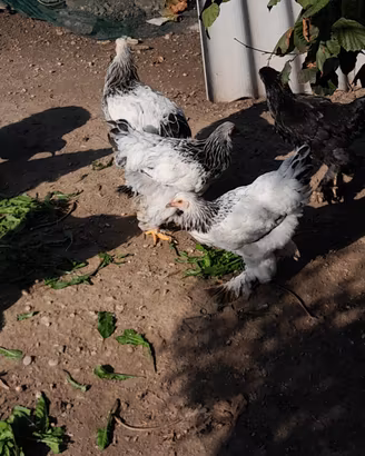 Galline brhama