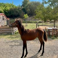 Pony febbraio 2025 futura taglia 145
