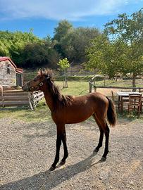 Pony febbraio 2025 futura taglia 145