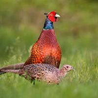 Coppia di Fagiano comune