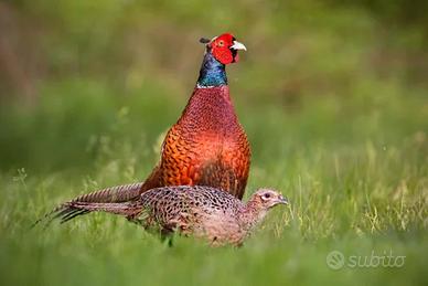 Coppia di Fagiano comune