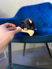Chihuahua mini nero