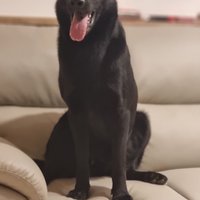 Disponibile per accoppiamento