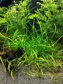 potature acquario 