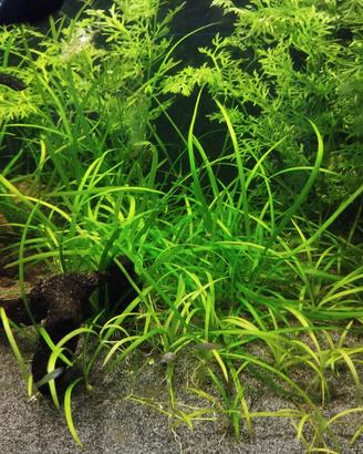 potature acquario 