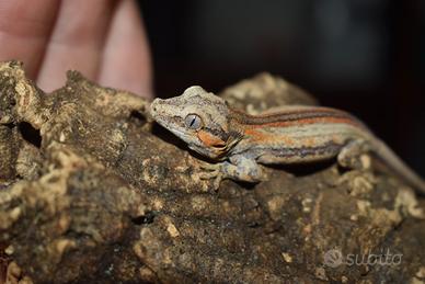 Gechi auriculatus