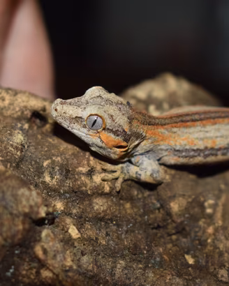 Gechi auriculatus