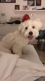Maltese maschio per monta