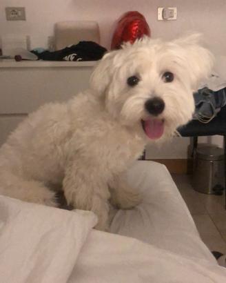 Maltese maschio per monta