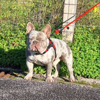 Stallone Monta Lilac Merle carr.bs Bulldog Frances