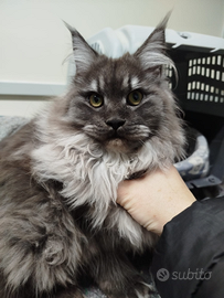 Maine Coon femmina