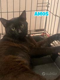 Amos gatto nero adozione del cuore