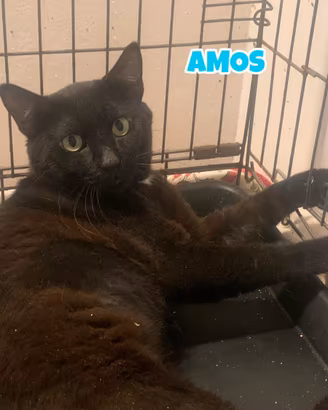 Amos gatto nero adozione del cuore