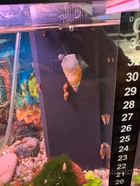 Lumache d'acquario