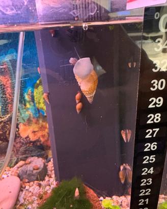 Lumache d'acquario