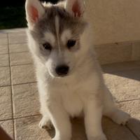 Siberian Husky