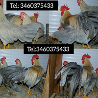 Italiener grigio perla isabella selezione tedesca