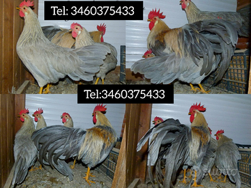 Italiener grigio perla isabella selezione tedesca