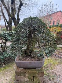 Bonsai di Olivastro