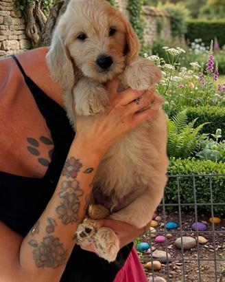 Goldendoodle f1