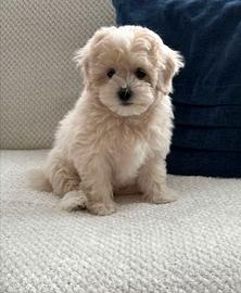 Cuccioli di maltipoo maschi femmne